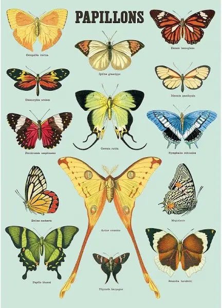 Cavallini Vintage poster - Butterflies (Papillons) P/U Only - #HolaNanu#NDIS #creativekids