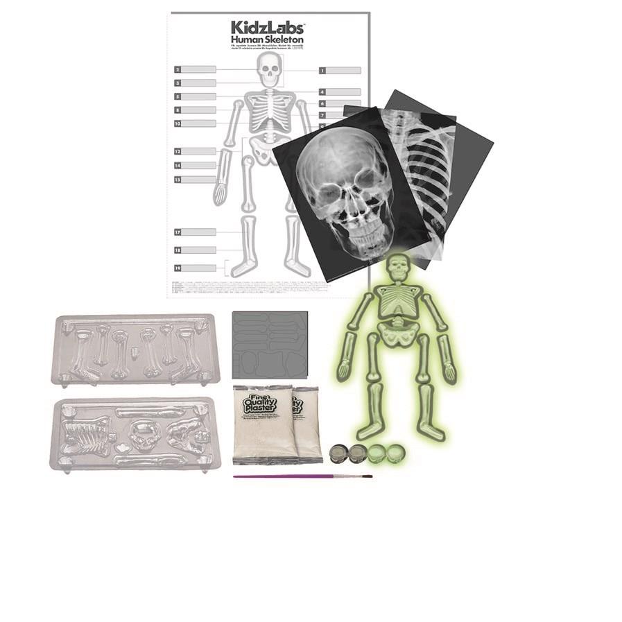 4M - KidzLabs - Human Skeleton - #HolaNanu#NDIS #creativekids
