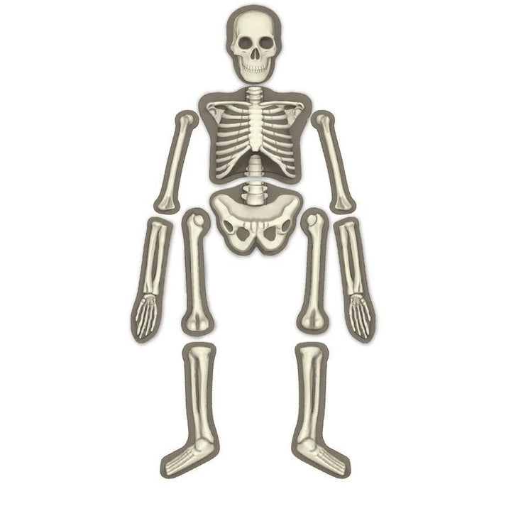 4M - KidzLabs - Human Skeleton - #HolaNanu#NDIS #creativekids