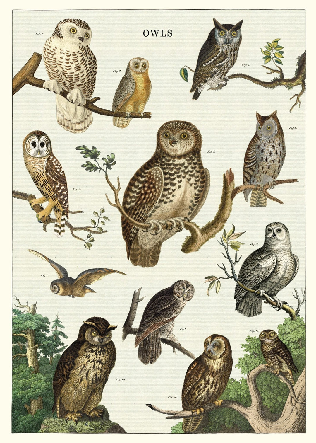 Cavallini Vintage poster - Owls P/U Only - #HolaNanu#NDIS #creativekids