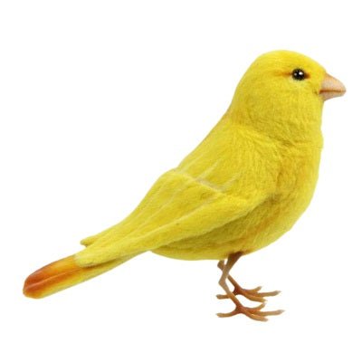 Hansa Yellow Canary - #HolaNanu#NDIS #creativekids